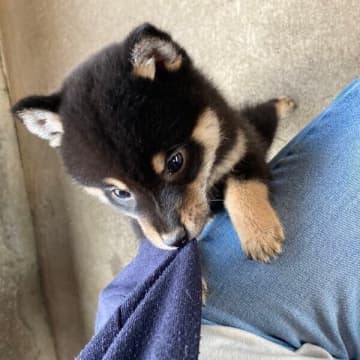 初対面でグイグイきた柴の子犬と家族に→2才になった現在、「陽キャでパリピ」な愛らしい姿で飼い主たちを魅了！