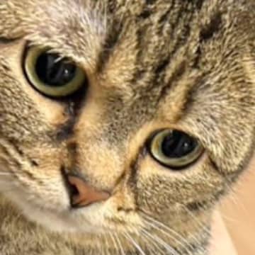 『夫から送られてきた猫の様子』を見てみたら……予想外の"表情"が可愛すぎると3万3000いいね「寂しいにゃって顔」「良すぎる」