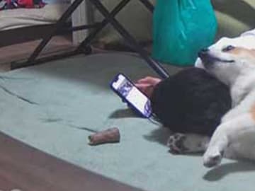 コーギーが大好き！　愛が伝わる写真に「平和だ」「のびのびと暮らして」