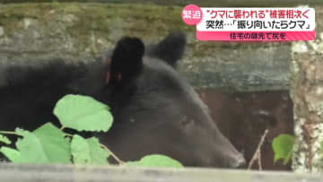 「振り向いたらクマ」住宅の庭先で尻を…　男性語る緊迫の状況　襲われる被害相次ぐ