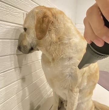 ドライヤーの風に吹かれながら壁を向くラブラドール　「気持ちが表情にあらわれる」状況にクスッ