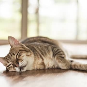 猫の具合が悪い証拠？見逃したくない『危険な寝姿』3選と考えられる病気