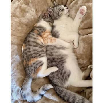 ぎゅっと抱きついて眠る姉弟子猫の姿が尊い！→1才を過ぎても「やっぱり仲良し」な関係性にほっこり