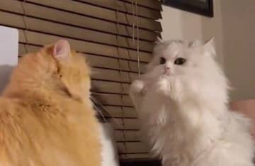 2本足で立ち上がり、見事なファイティングポーズをとる猫！ピリピリと緊迫した空気の中、飛び出したかわいすぎるパンチに4.5万人が悶絶
