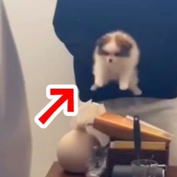 『犬嫌いの母』にサプライズで赤ちゃん犬を見せたら…困惑しながらも見せた『想定外の行動』が21万再生「笑ったｗ」「子犬マジック」と絶賛
