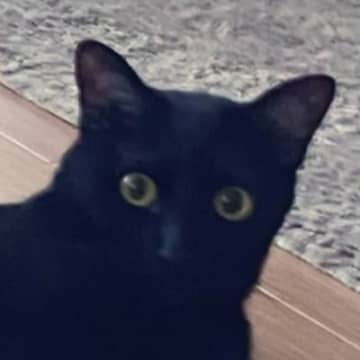 『仕事に行ってくるね』と猫に言ったら…飼い主に見せた『予想外のポーズ』が可愛すぎると115万表示「最高ｗ」「頑張って来いよ感がすごいｗ」