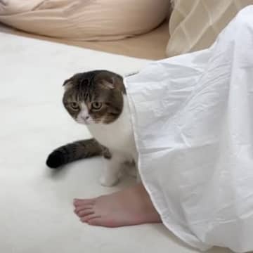 お昼寝中のママを見つめる猫→突然走り出して…爆笑必至の『斬新すぎる起こし方』が56万再生「大胆だなぁ」「それはアウトよ」