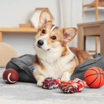 犬が危険な目にあう『ひとり遊び』とは　トラブルを避けるために飼い主が注意すべきこと