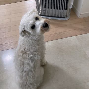 犬の震えの原因は病気？寒さ？　生理的な震え・病的な震えを解説