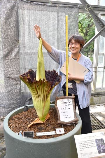 世界最大級の花　見頃は〝2日間〟　「ショクダイオオコンニャク」　筑波実験植物園で開花　茨城・つくば