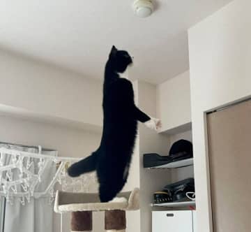 天井にいる虫を発見した猫　2本足で立って見つめる姿に「えっ人間?!」「着ぐるみとしか思えない」
