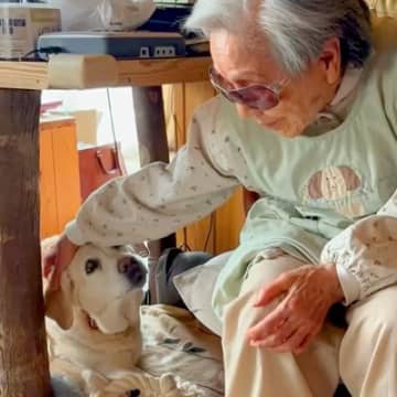 引退した元盲導犬が『8年間一緒に暮らしたおばあちゃん』に会いに行ったら…涙あふれる『再会の瞬間』が31万再生「猛烈に感動」「愛がすごい」