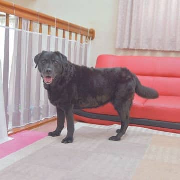 14才で前十字靭帯断裂をしたオッティーちゃん。手術までの道のりを聞いた