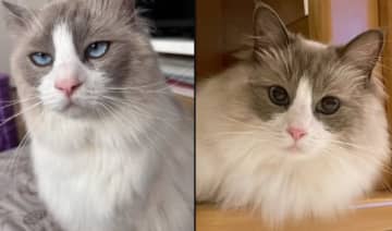この猫、まさか二重人格…？パパの前とママの前で“顔が違いすぎる”猫が発見され「多重人格説」まで浮上する事態に