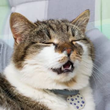 猫も『アレルギー』を起こすことがある！特に多い3大アレルゲンを解説