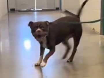 養子縁組に７回も失敗した保護犬　『最後』の里親になったのは…「泣いた」