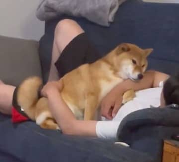 パパさんの腕にもたれて甘えるツンデレな柴犬が「1時間もこの状態」!?　「ソファの上限定の“デレ”」姿が可愛すぎた