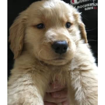 大好きなゴールデンの子犬と家族に→「腰を抜かすほど喜んだ日」から7年、シニア期を迎えた愛犬の成長姿にほっこり