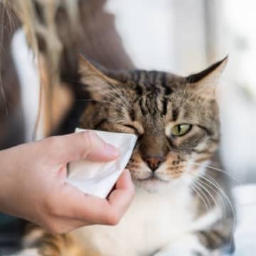 猫の『目ヤニ』が気になったら…考えられる3つの原因　増える、色がおかしい…病気を疑うべきサインは？