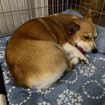 「息子さんのことが大好き」なコーギー！「もらったおもちゃを大切そうに抱えて眠る」姿にほっこり
