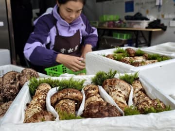 中国雲南省産マツタケが日韓で人気　便利な物流体制を確立