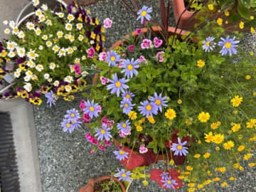 【庭仕事】夏が来た！1週間の外出！果たして寄せ植えはどうなるのか！？