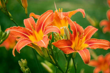 7月9日の花とは？【366日の誕生花と幸せの花言葉】