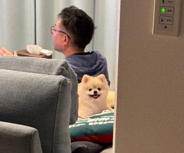 飼い主の帰宅に真っ先に気づいて“ニコニコ笑顔”になるポメラニアン！　お出迎えの様子からわかる心理｜獣医師解説