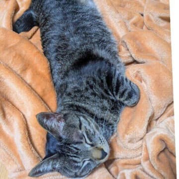 猫の飼い主さんがついやってしまう？　“名もなきお世話”を取材！