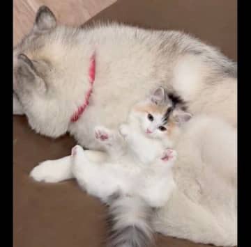 「特等席」を見つけちゃった!?　ハスキーの“モフモフ”に埋もれて甘えるあどけない子猫の姿が尊い