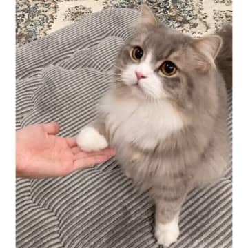 犬のように「オテ→ハイタッチ→オカワリ」を完全にマスター！　芸を覚えるのが早い猫の特徴は？｜獣医師解説