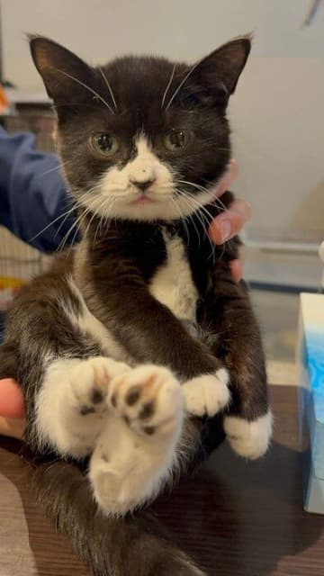 子猫の命を救うために。母子で運営するNPO法人