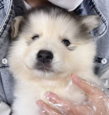 “まんまるな体型”が愛らしいアラスカン・マラミュートの子犬をお迎え→生後5カ月の現在、家族を明るく照らしながらぐんぐん成長！