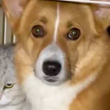 飲んでいた水を猫に横取りされた犬→飼い主に助けを求め…思った以上に『切実な表情』が28万再生「顔で訴えてるのジワるｗ」「逆かと思ったｗ」