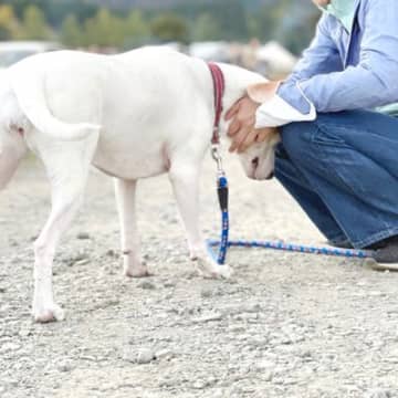犬が飼い主の服に体を擦りつける理由4つ　夢中でスリスリする愛犬の心理から対処法まで