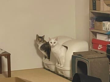 シンクロしながらトイレをする愛猫たちの写真が約4.9万いいねで話題！ 背景には“深い愛”が隠されていた！？