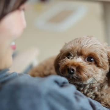 犬を『人間扱い』してはいけない理由5選　愛犬の身に起こるデメリットとは？
