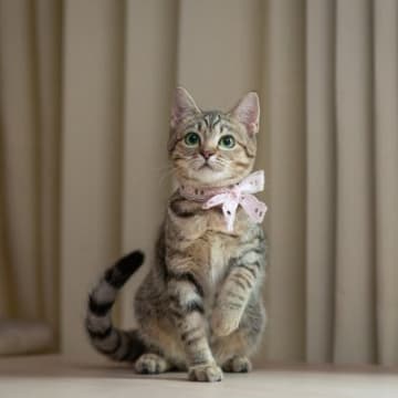 愛猫が心から『叶えてほしい』と思っている3つのこと　猫が抱いているささやかな願いとは？