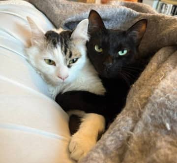 ギュッと密着して離れない2匹の猫　性格の違う「デコボココンビ」の仲良しショットにキュンとする！