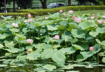 綾瀬の公園で古代ハスが見頃　水面覆う約千株、ピンク色が涼しさ醸し出す