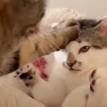 先輩猫相手に何もできなかった子猫が……1年後に見せた『まさかの行動』が笑っちゃうと14万再生「逆襲ｗ」「体格が同じになってるね」