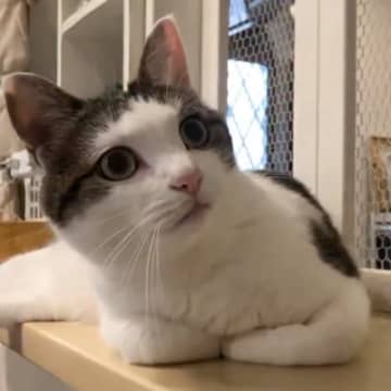 くつろいでいた猫→『大好きな娘』が下りてくると…思わず声がでる光景に2万8000いいね「もの凄い気になってるｗ」「落ちる落ちる」