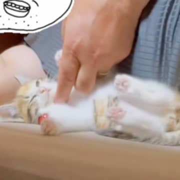 『動物は飼わない』と反対していた父→子猫になつかれた結果…まさかの光景が107万再生「誰を攻略したらいいか分かってるｗ」「吹いたｗｗ」