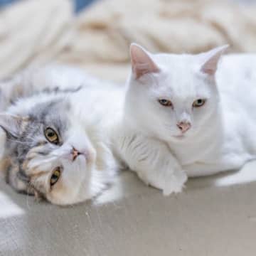 猫を『最初から2匹でお迎え』するメリット・デメリット　多頭飼育したいなら知っておくべきこと
