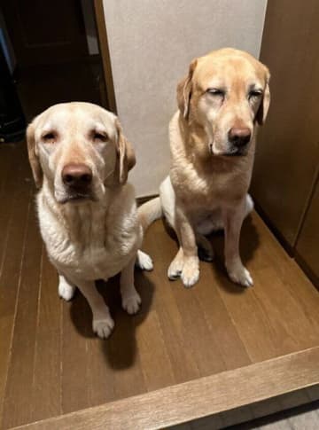 「目も開かないほど眠そう」な2頭のラブラドールが早朝に出勤する飼い主さんをお見送り！行動の心理を獣医師が解説
