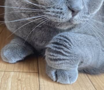 猫飼いの皆さん、知ってましたか？愛猫がやる“前脚ちょこん”、実は「フローフェン状態」という名前があったらしい