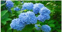 六甲高山植物園 鮮やかな六甲ブルー牧野富太郎が命名したヒメアジサイが見頃