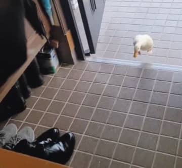 いつも飼い主の抱っこで移動している『アヒル』→少しの段差で文句を言いまくる光景が225万表示「めっちゃ鳴いてるｗ」「甘えん坊で可愛い」