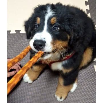 真剣な表情で遊ぶ姿が可愛いバーニーズの子犬→4年後、「めっちゃでっかくなった」成長ビフォーアフターにほっこり！