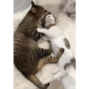 先住猫に溺愛されて育った保護子猫が1才に！　「見た目も態度も大きく成長」した姿にほっこり
